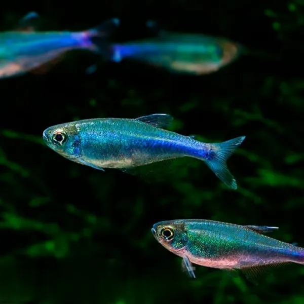 Расбора Аксельрода (Rasbora axelrodi) купить в Минске