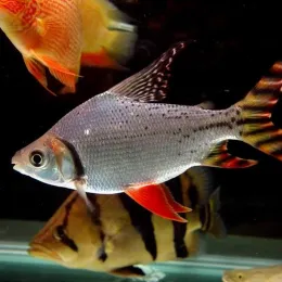 Семапрохилодус тэниурус (Semaprochilodus taeniurus)