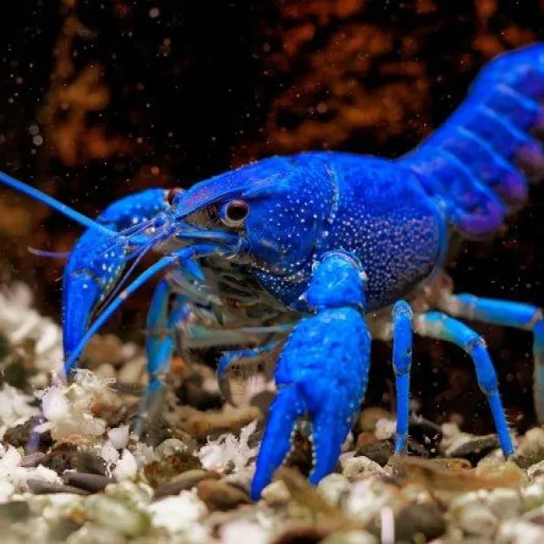 Синий калифорнийский (флоридский) рак - Procambarus clarkii купить в Минске