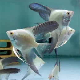 Скалярия Болгарская (Pterophyllum scalare)