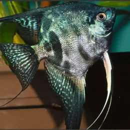  Скалярия Параиба (Pterophyllum scalare Paraiba, Paraiba Angelfish)
