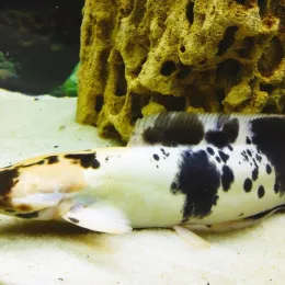 Сом Клариус (Clarias)