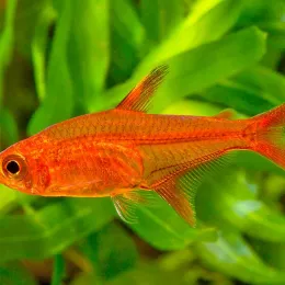 Тетра Аманды (Hyphessobrycon amandae) 