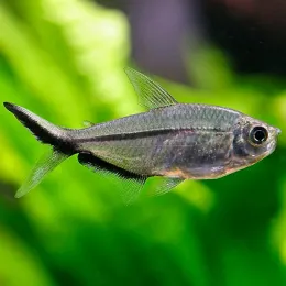 Тетра коста (Moenkhausia costae)
