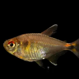 Тетра-фонарик (Hemigrammus ocellifer)