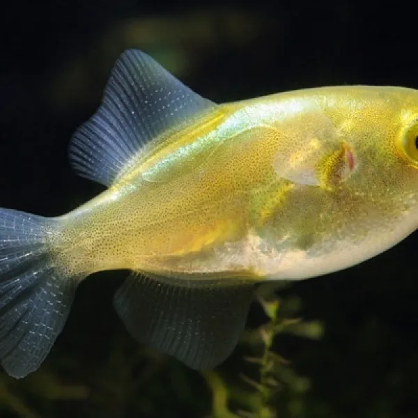 Золотой тетрадон (Auriglobus modestus) купить в Минске