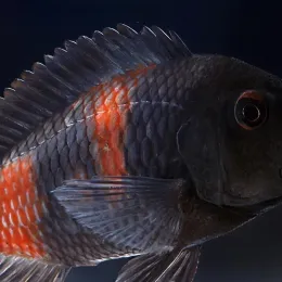 Трофеус Мура Черри Спот (Tropheus moorii "Cherry Spot")