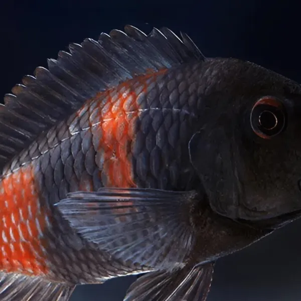 Трофеус Мура Черри Спот (Tropheus moorii "Cherry Spot") купить в Минске