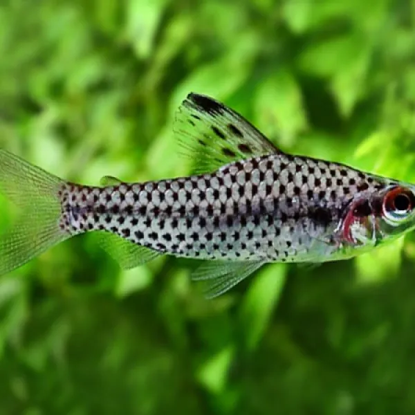Хилодус пунктатус (Chilodus punctatus) купить в Минске
