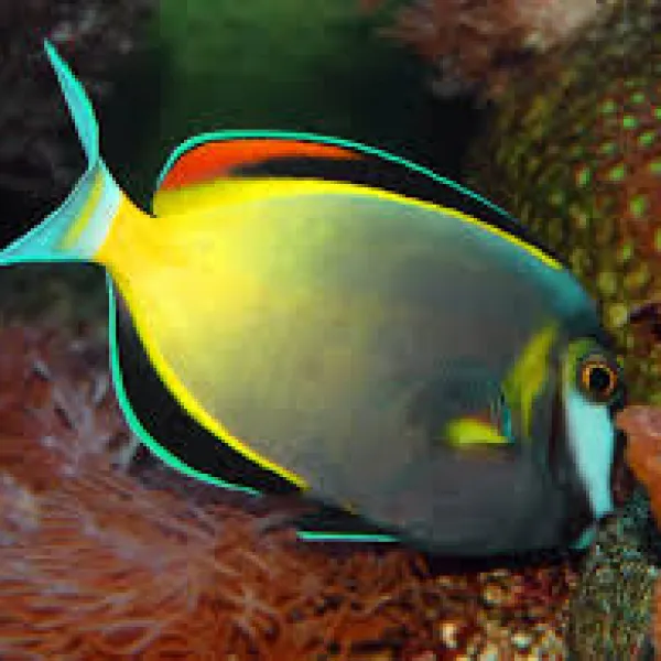 Хирург японский (Acanthurus japonicus), M купить в Минске