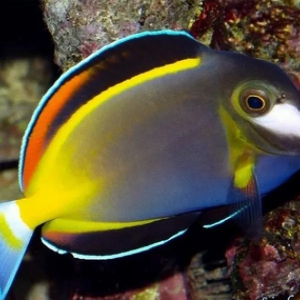 Хирург японский (Acanthurus japonicus), M купить в Минске