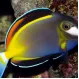Хирург японский (Acanthurus japonicus), M купить в Минске