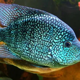 Цихлазома бриллиантовая (Herichthys cyanoguttatus)