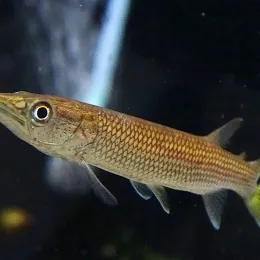 Щучка Худжета (Ctenolucius hujeta)