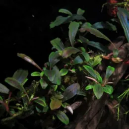 Буцефоландра Призрак Брауни